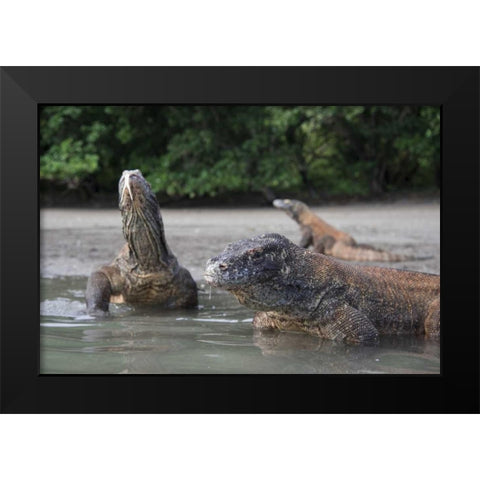 Indonesia, Rinca Island, Komodo NP Komodo dragon Black Modern Wood Framed Art Print by Shimlock, Jones