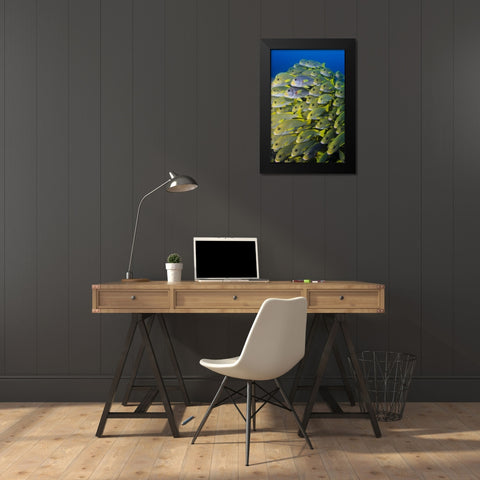 Indonesia, Papua, Raja Ampat Sweetlips fish Black Modern Wood Framed Art Print by Shimlock, Jones