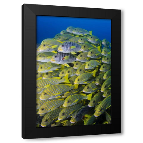 Indonesia, Papua, Raja Ampat Sweetlips fish Black Modern Wood Framed Art Print with Double Matting by Shimlock, Jones