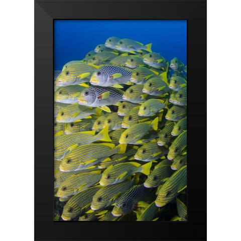 Indonesia, Papua, Raja Ampat Sweetlips fish Black Modern Wood Framed Art Print by Shimlock, Jones