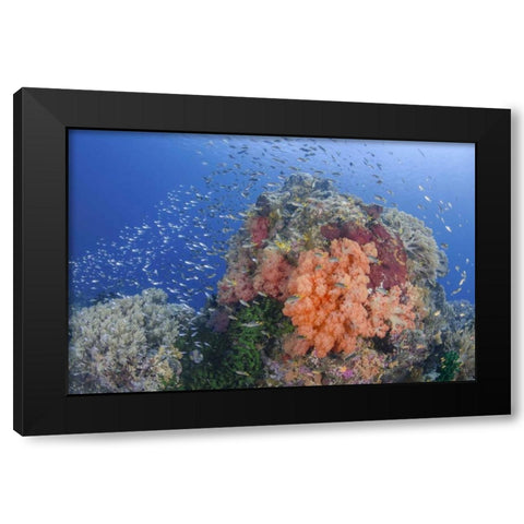 Indonesia, Papua, Raja Ampat Fish around coral Black Modern Wood Framed Art Print with Double Matting by Shimlock, Jones