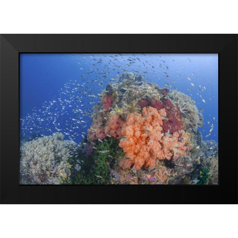 Indonesia, Papua, Raja Ampat Fish around coral Black Modern Wood Framed Art Print by Shimlock, Jones