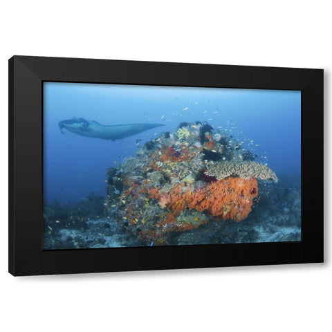 Indonesia, Papua, Dampier Strait Manta ray Black Modern Wood Framed Art Print with Double Matting by Shimlock, Jones