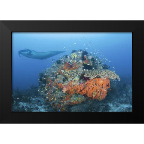 Indonesia, Papua, Dampier Strait Manta ray Black Modern Wood Framed Art Print by Shimlock, Jones