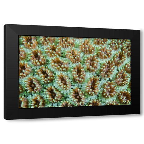 Indonesia, Komodo NP Close-up of anemones Black Modern Wood Framed Art Print by Shimlock, Jones