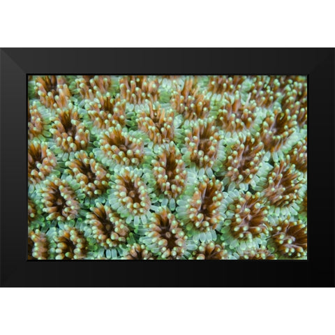 Indonesia, Komodo NP Close-up of anemones Black Modern Wood Framed Art Print by Shimlock, Jones