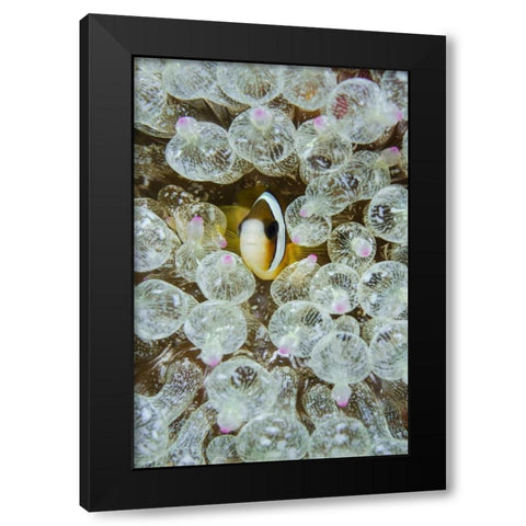 Indonesia, Anemonefish seeks protection Black Modern Wood Framed Art Print by Shimlock, Jones