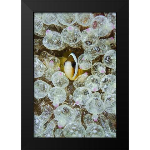 Indonesia, Anemonefish seeks protection Black Modern Wood Framed Art Print by Shimlock, Jones