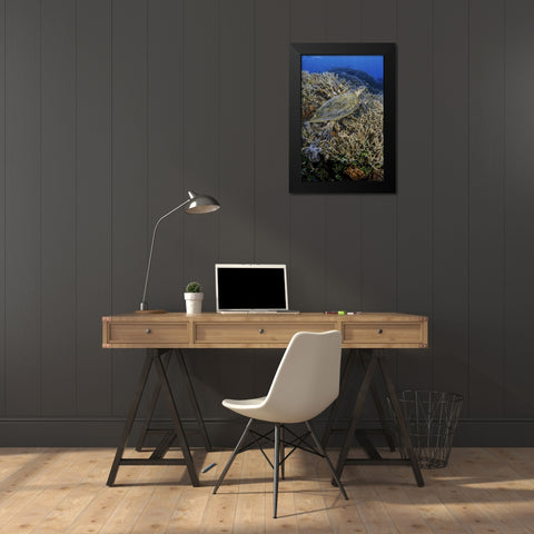 Indonesia, Komodo NP Turtle swims over coral Black Modern Wood Framed Art Print by Shimlock, Jones