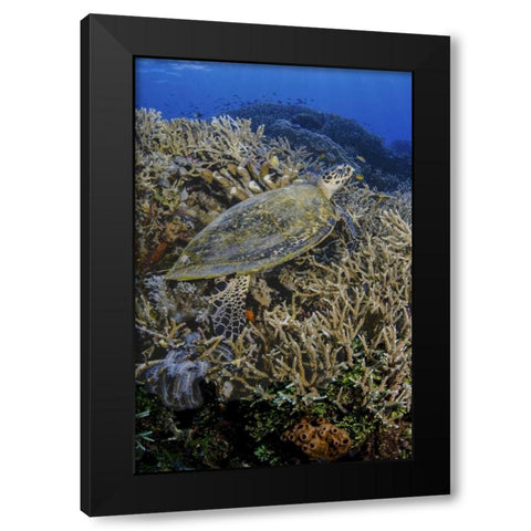 Indonesia, Komodo NP Turtle swims over coral Black Modern Wood Framed Art Print by Shimlock, Jones