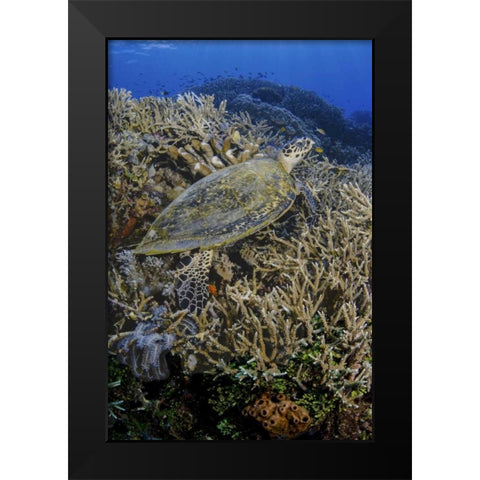 Indonesia, Komodo NP Turtle swims over coral Black Modern Wood Framed Art Print by Shimlock, Jones