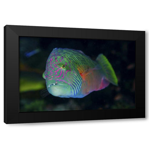 Indonesia, Komodo NP Colorful wrasse fish Black Modern Wood Framed Art Print by Shimlock, Jones
