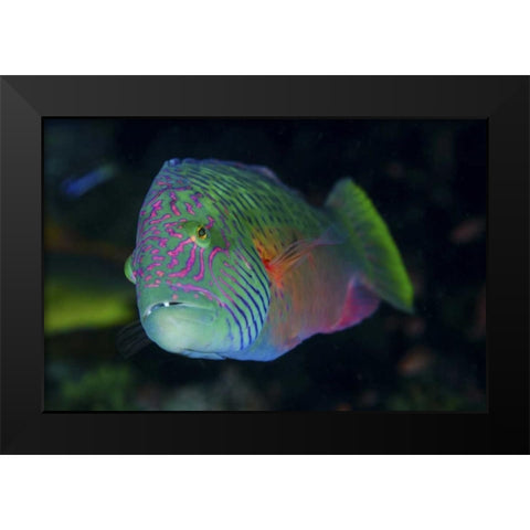 Indonesia, Komodo NP Colorful wrasse fish Black Modern Wood Framed Art Print by Shimlock, Jones