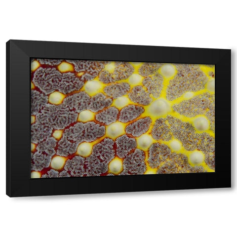 Indonesia, Lembeh Strait Sea star patterns Black Modern Wood Framed Art Print with Double Matting by Shimlock, Jones