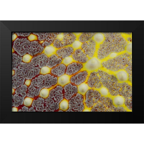 Indonesia, Lembeh Strait Sea star patterns Black Modern Wood Framed Art Print by Shimlock, Jones