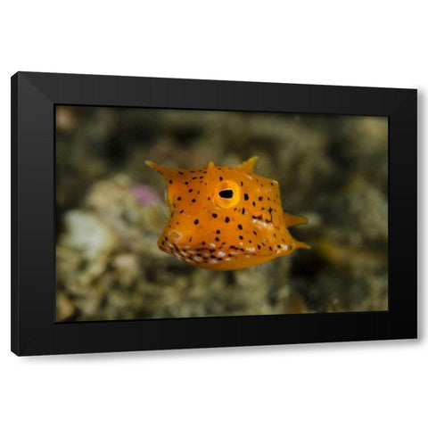 Indonesia, Lembeh Strait Of juvenile cowfish Black Modern Wood Framed Art Print with Double Matting by Shimlock, Jones