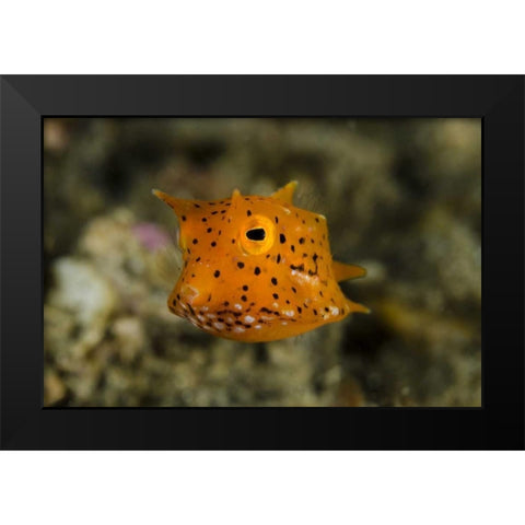 Indonesia, Lembeh Strait Of juvenile cowfish Black Modern Wood Framed Art Print by Shimlock, Jones