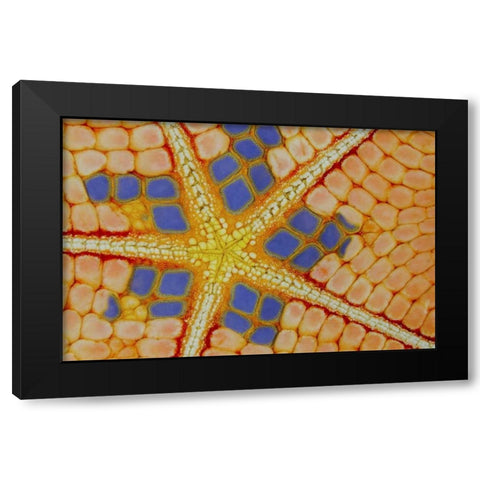 Indonesia, Lembeh Strait Patterns on sea star Black Modern Wood Framed Art Print with Double Matting by Shimlock, Jones