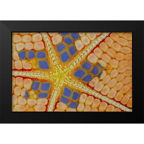 Indonesia, Lembeh Strait Patterns on sea star Black Modern Wood Framed Art Print by Shimlock, Jones