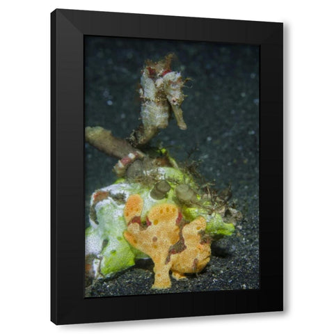 Indonesia Camouflaged frogfish and sea horse Black Modern Wood Framed Art Print with Double Matting by Shimlock, Jones