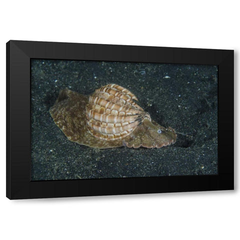 Indonesia, Lembeh Strait Mollusk on sea floor Black Modern Wood Framed Art Print by Shimlock, Jones