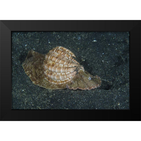 Indonesia, Lembeh Strait Mollusk on sea floor Black Modern Wood Framed Art Print by Shimlock, Jones