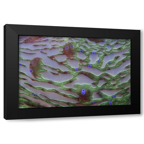 Indonesia, Cenderawasih Bay Patterns on coral Black Modern Wood Framed Art Print with Double Matting by Shimlock, Jones