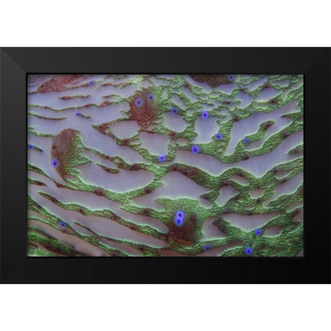 Indonesia, Cenderawasih Bay Patterns on coral Black Modern Wood Framed Art Print by Shimlock, Jones