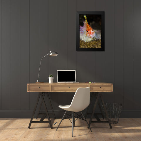 Indonesia, Papua, Cenderawasih Bay Hawkfish Black Modern Wood Framed Art Print by Shimlock, Jones
