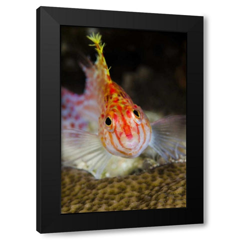 Indonesia, Papua, Cenderawasih Bay Hawkfish Black Modern Wood Framed Art Print by Shimlock, Jones