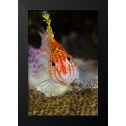 Indonesia, Papua, Cenderawasih Bay Hawkfish Black Modern Wood Framed Art Print by Shimlock, Jones