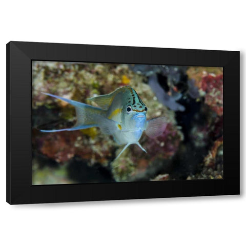 Indonesia, Papua, Cenderawasih Bay Angelfish Black Modern Wood Framed Art Print with Double Matting by Shimlock, Jones