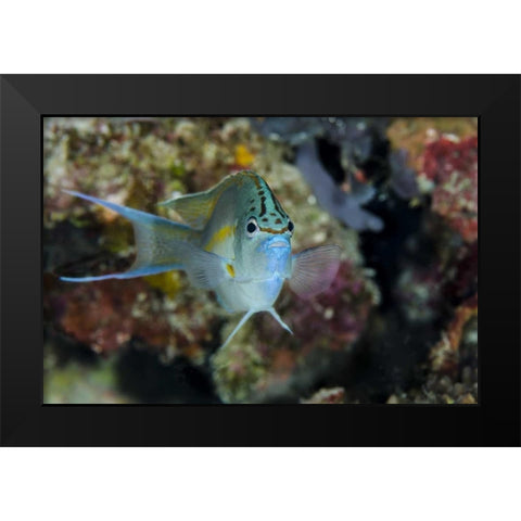 Indonesia, Papua, Cenderawasih Bay Angelfish Black Modern Wood Framed Art Print by Shimlock, Jones