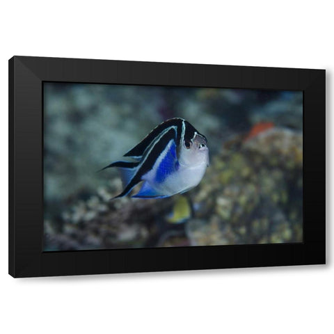 Indonesia, Papua, Cenderawasih Bay Angelfish Black Modern Wood Framed Art Print by Shimlock, Jones