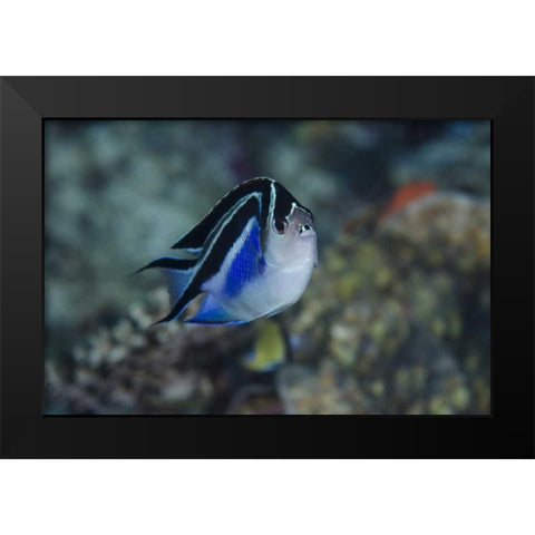 Indonesia, Papua, Cenderawasih Bay Angelfish Black Modern Wood Framed Art Print by Shimlock, Jones