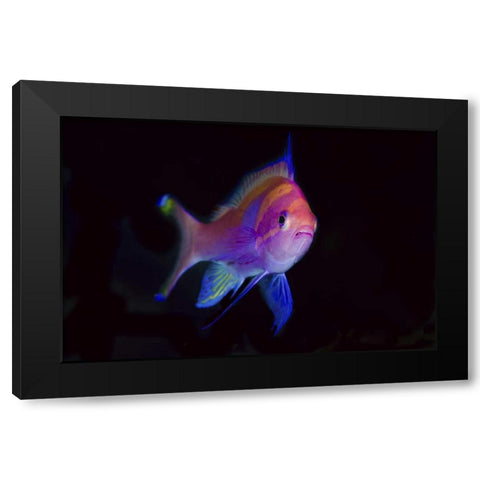 Indonesia, Papua, Cenderawasih Bay Anthia Black Modern Wood Framed Art Print with Double Matting by Shimlock, Jones