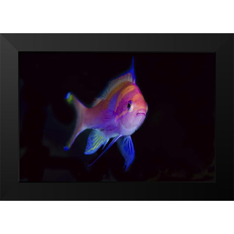 Indonesia, Papua, Cenderawasih Bay Anthia Black Modern Wood Framed Art Print by Shimlock, Jones