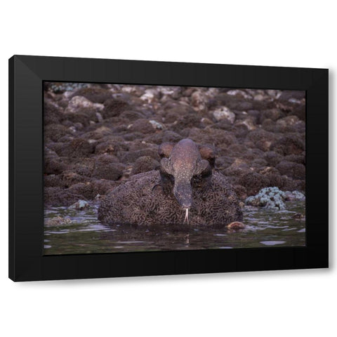 Indonesia, Komodo NP Komodo dragon on shore Black Modern Wood Framed Art Print with Double Matting by Shimlock, Jones