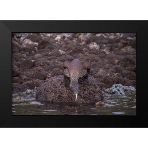Indonesia, Komodo NP Komodo dragon on shore Black Modern Wood Framed Art Print by Shimlock, Jones
