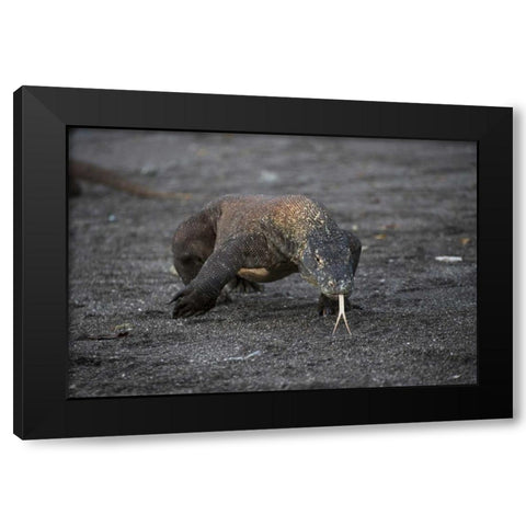 Indonesia, Rinca Island, Komodo NP Komodo dragon Black Modern Wood Framed Art Print by Shimlock, Jones