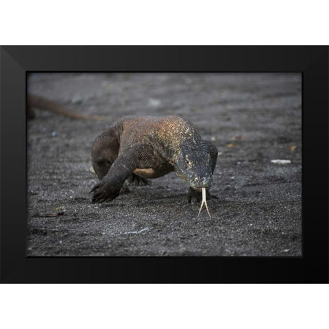 Indonesia, Rinca Island, Komodo NP Komodo dragon Black Modern Wood Framed Art Print by Shimlock, Jones