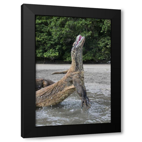 Indonesia, Rinca Island, Komodo NP Komodo dragon Black Modern Wood Framed Art Print with Double Matting by Shimlock, Jones