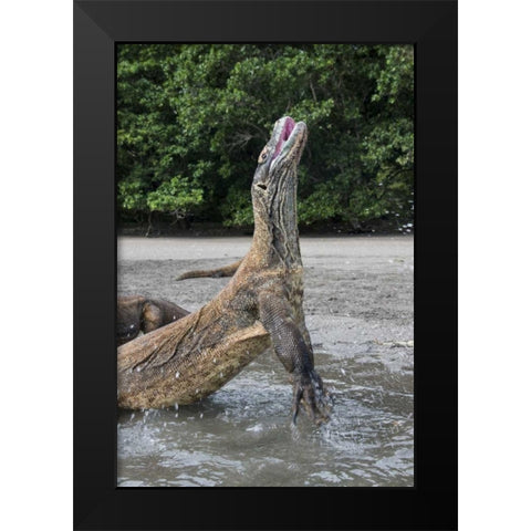 Indonesia, Rinca Island, Komodo NP Komodo dragon Black Modern Wood Framed Art Print by Shimlock, Jones