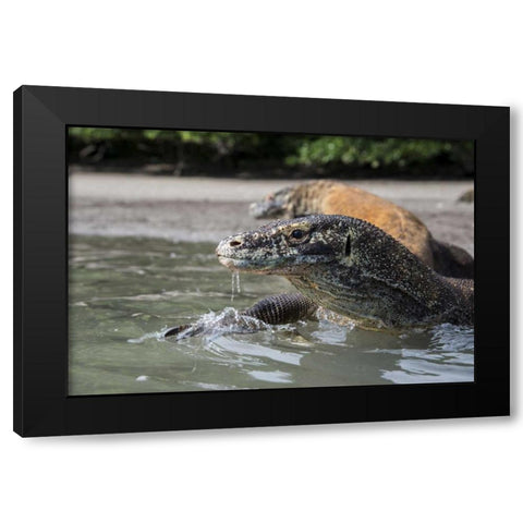 Indonesia, Rinca Island, Komodo NP Komodo dragon Black Modern Wood Framed Art Print by Shimlock, Jones