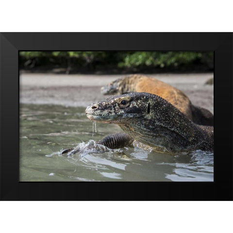Indonesia, Rinca Island, Komodo NP Komodo dragon Black Modern Wood Framed Art Print by Shimlock, Jones
