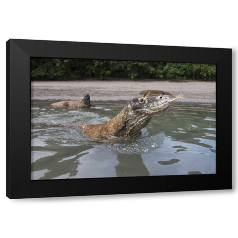 Indonesia, Rinca Island, Komodo NP Komodo dragon Black Modern Wood Framed Art Print by Shimlock, Jones