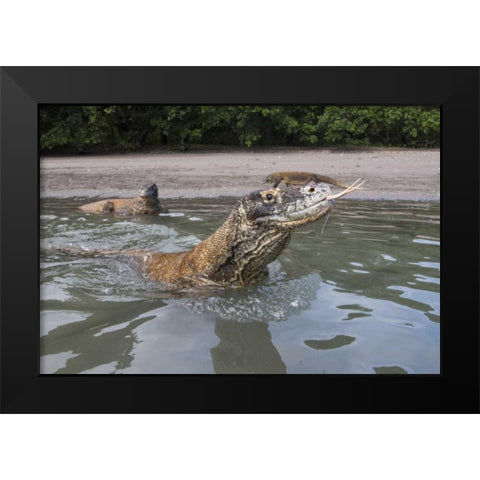 Indonesia, Rinca Island, Komodo NP Komodo dragon Black Modern Wood Framed Art Print by Shimlock, Jones