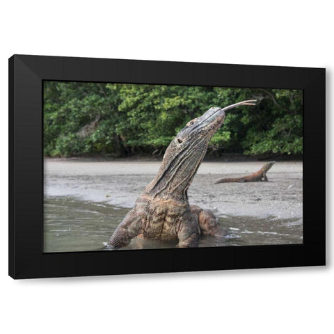 Indonesia, Rinca Island, Komodo NP Komodo dragon Black Modern Wood Framed Art Print by Shimlock, Jones
