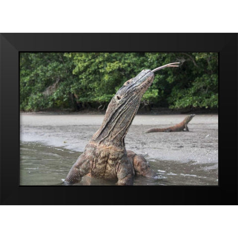 Indonesia, Rinca Island, Komodo NP Komodo dragon Black Modern Wood Framed Art Print by Shimlock, Jones