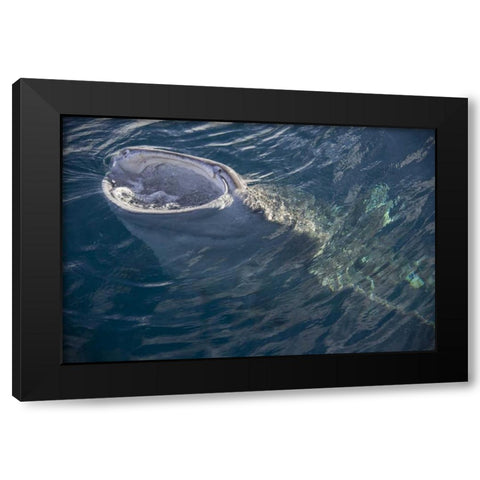 Indonesia, Papua, Cenderawasih Bay Whale shark Black Modern Wood Framed Art Print by Shimlock, Jones